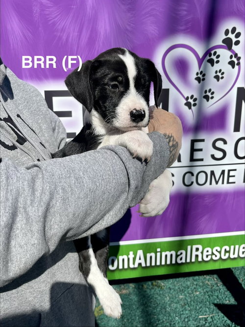 BRRR, an adoptable Boxer in Mooresville, NC
