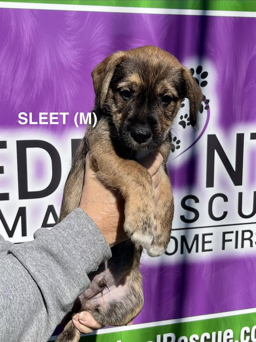 picture of the dog needing adoption