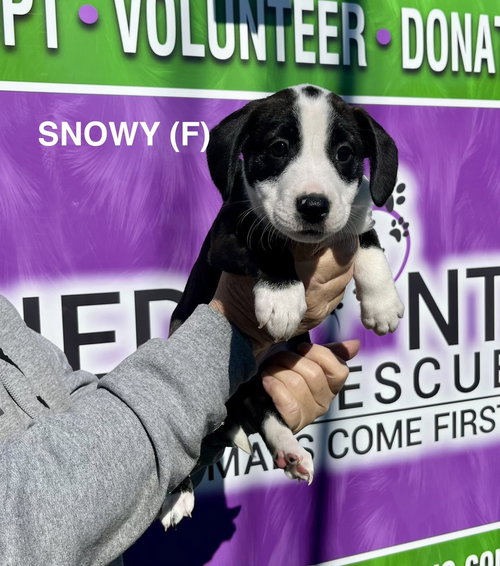 picture of the dog needing adoption