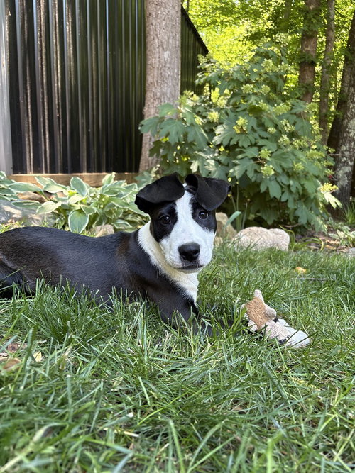 Snowy, an adoptable Boxer in Mooresville, NC