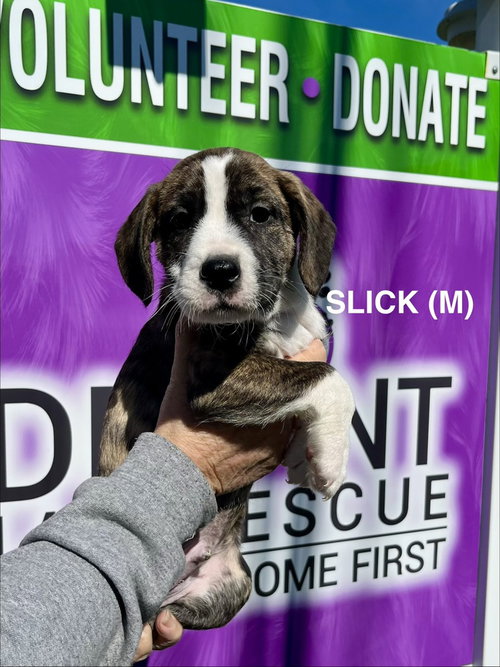 Slick, an adoptable Boxer in Mooresville, NC