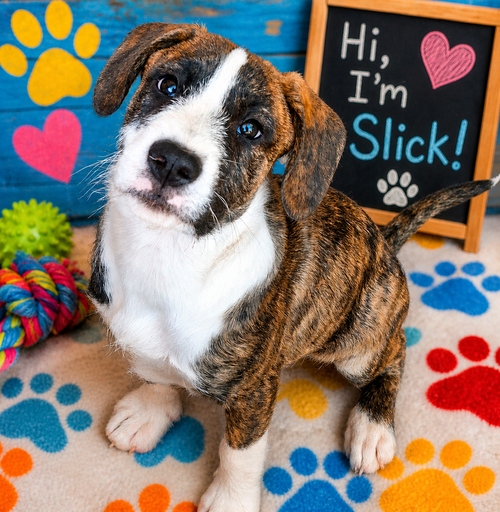 Slick, an adoptable Boxer in Mooresville, NC