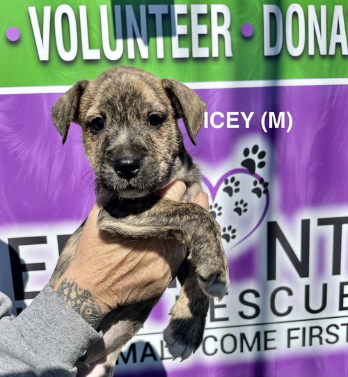 Icey, an adoptable Boxer in Mooresville, NC
