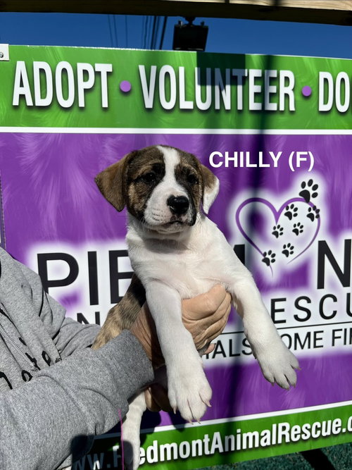 picture of the dog needing adoption