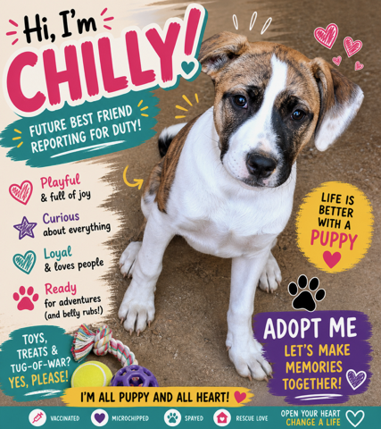 Chilly, an adoptable Boxer in Mooresville, NC