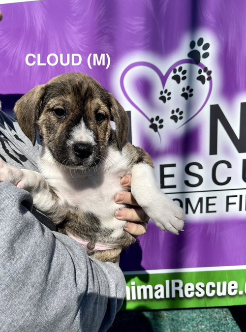 Cloud, an adoptable Boxer in Mooresville, NC