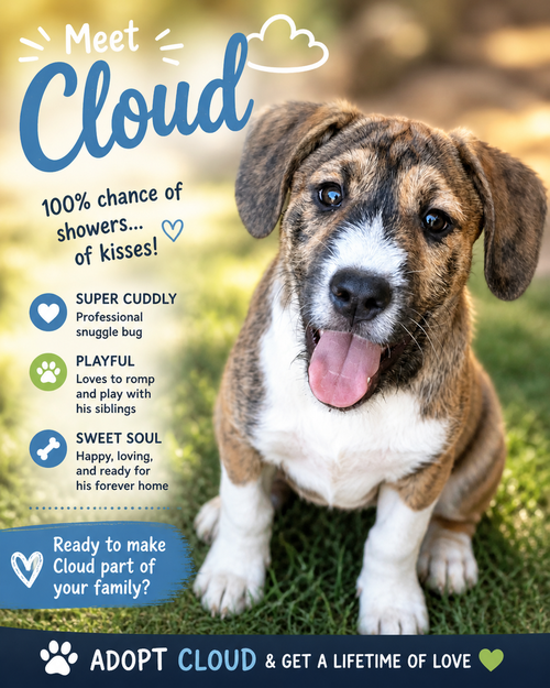 Cloud, an adoptable Boxer in Mooresville, NC