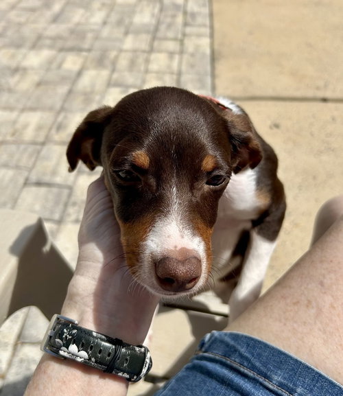 picture of the dog needing adoption