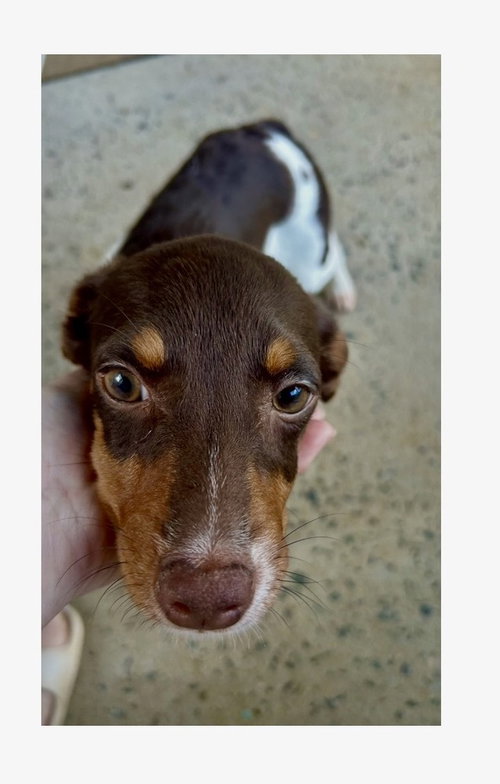 picture of the dog needing adoption