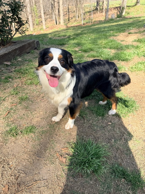Ranger, an adoptable Australian Shepherd in Mooresville, NC
