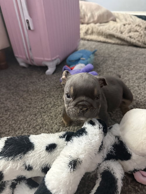 Chunkamuffin, an adoptable English Bulldog in Mooresville, NC