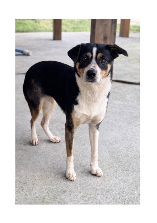Gracie, an adoptable Australian Shepherd in Mooresville, NC