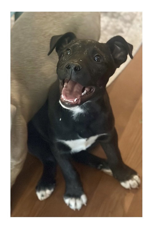 picture of the dog needing adoption