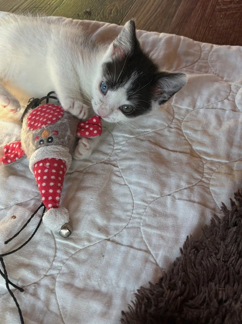 Spunky, Baby Domestic Short Hair / Mixed (short coat), cat for adoption in Hickory, North Carolina