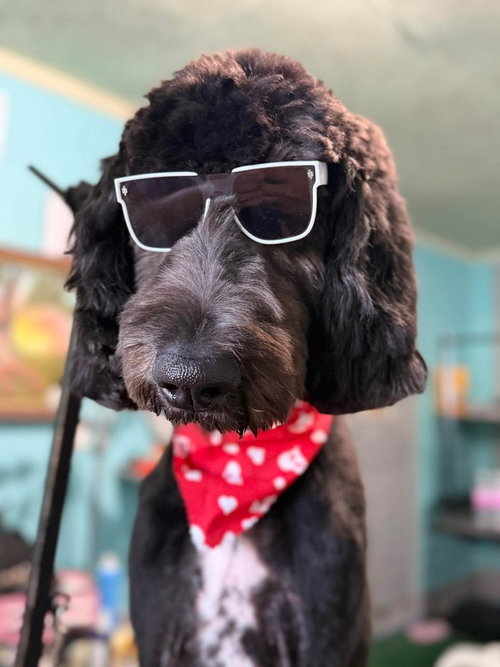 picture of the dog needing adoption
