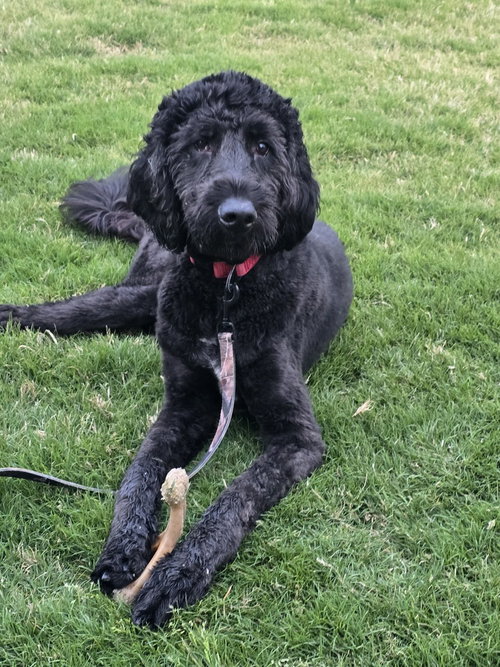 Milo, an adoptable Poodle in Mooresville, NC