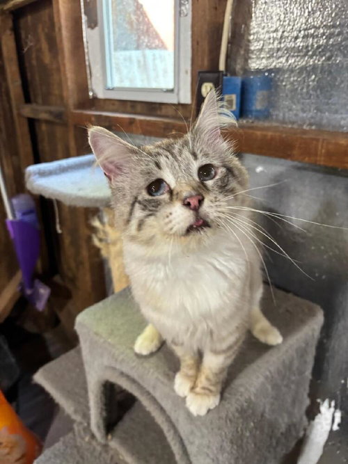 Sawyer, Adult Domestic Medium Hair / Siamese / Mixed (long coat), cat for adoption in Hickory, North Carolina