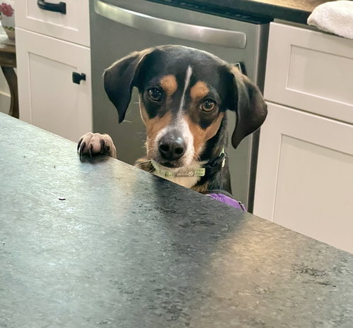 picture of the dog needing adoption