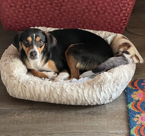 Mila, an adoptable Beagle in Mooresville, NC
