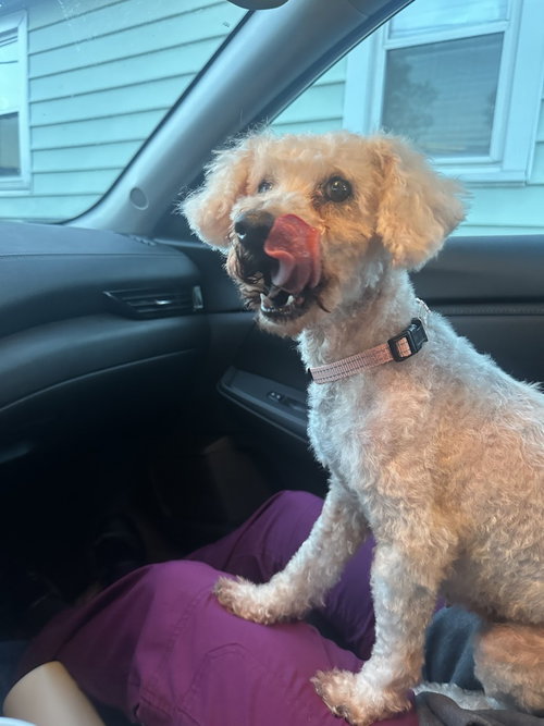 Greta Jean, an adoptable Poodle in Mooresville, NC