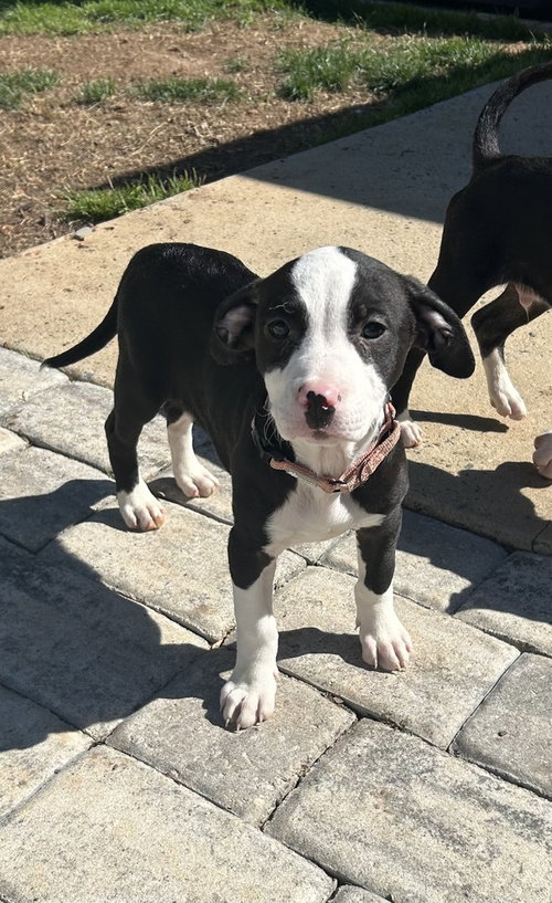 ANNIE - Terrier available for adoption