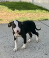 Annie - Photo 2