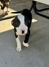 Annie - Photo 4