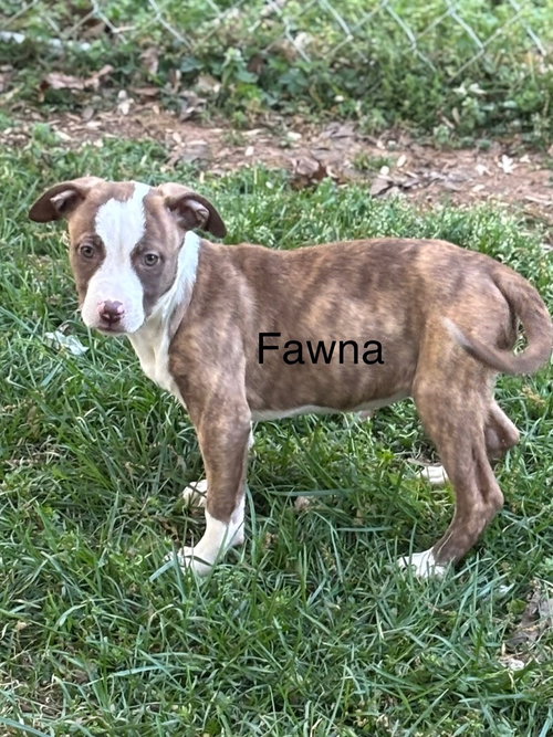Fawna, an adoptable Terrier in Mooresville, NC