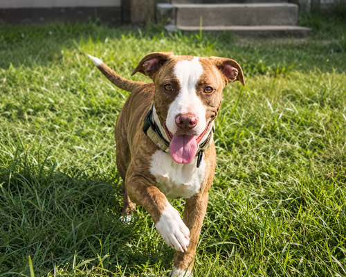 Fawna, an adoptable Terrier in Mooresville, NC