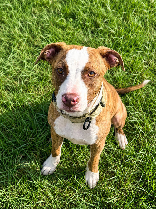 FAWNA - Terrier available for adoption