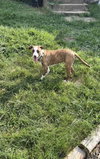 Fawna - Photo 3