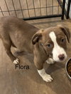 Flora - Photo 1