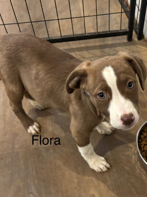 FLORA - Terrier available for adoption