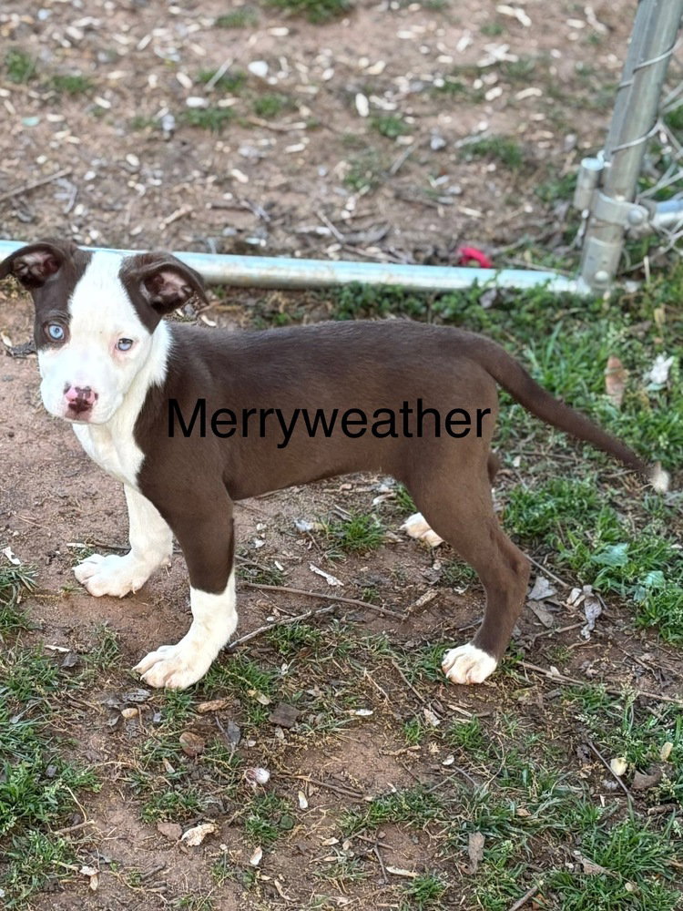 Merryweather Image