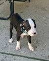 Tony - Photo 2