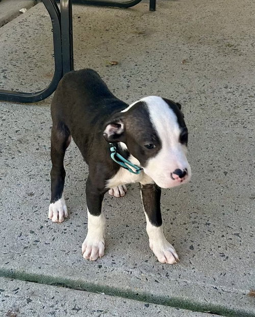 TONY - Terrier available for adoption