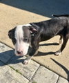 Tony - Photo 3