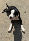 Tony - Photo 4