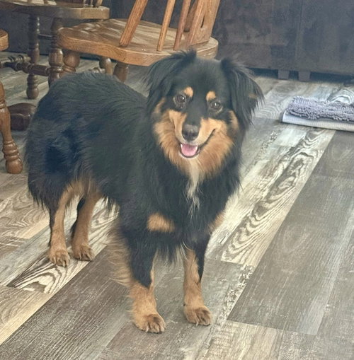 Isabel, an adoptable Australian Shepherd in Mooresville, NC