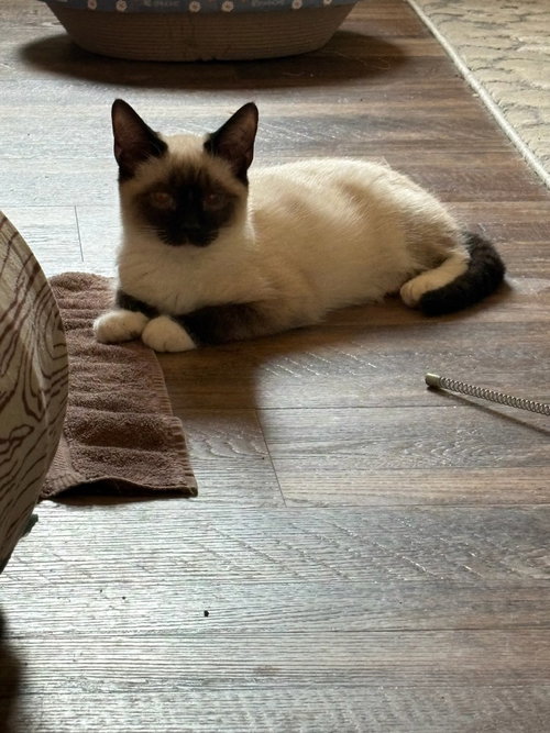 Prince, Baby Domestic Short Hair / Siamese / Mixed (short coat), cat for adoption in Hickory, North Carolina