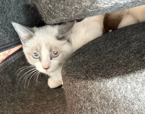 Misty, Baby Domestic Short Hair / Siamese / Mixed (short coat), cat for adoption in Hickory, North Carolina