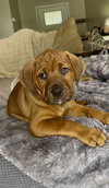 Moose - Photo 1