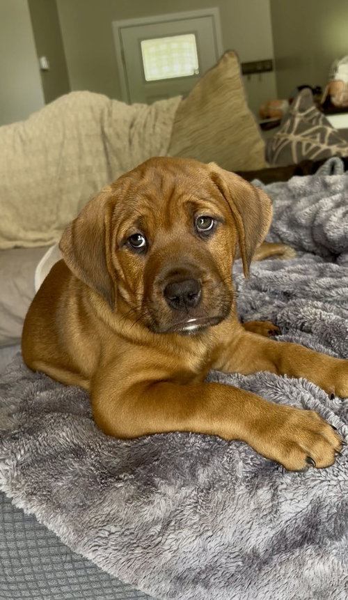 MOOSE - Terrier available for adoption