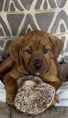 Moose - Photo 2