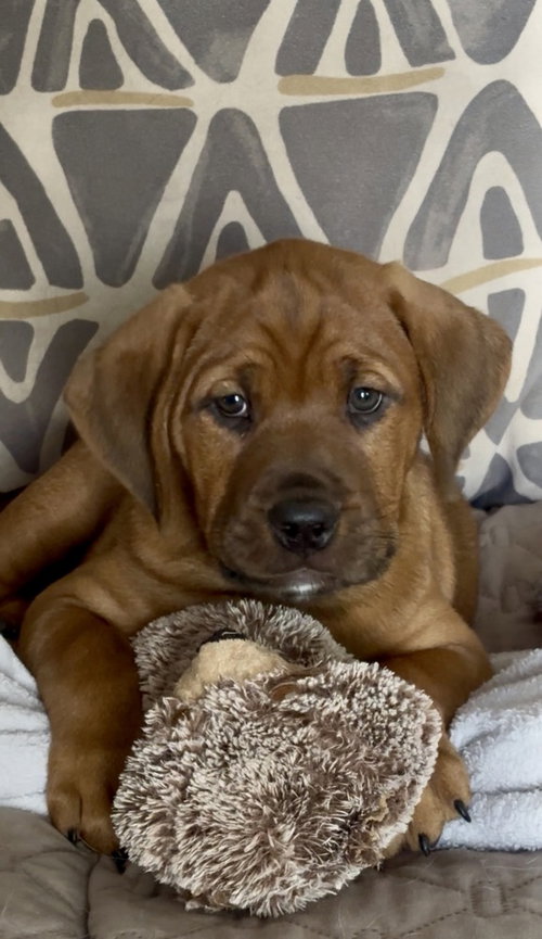 MOOSE - Terrier available for adoption