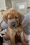 Moose - Photo 3