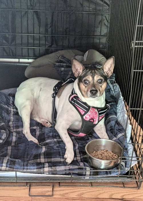 Roxie, an adoptable Jack Russell Terrier in Mooresville, NC