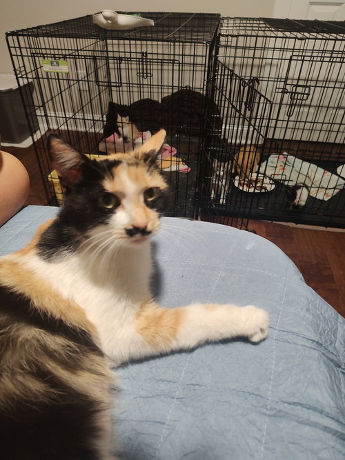 Lucy Grey, an adoptable Domestic Short Hair in Mooresville, NC