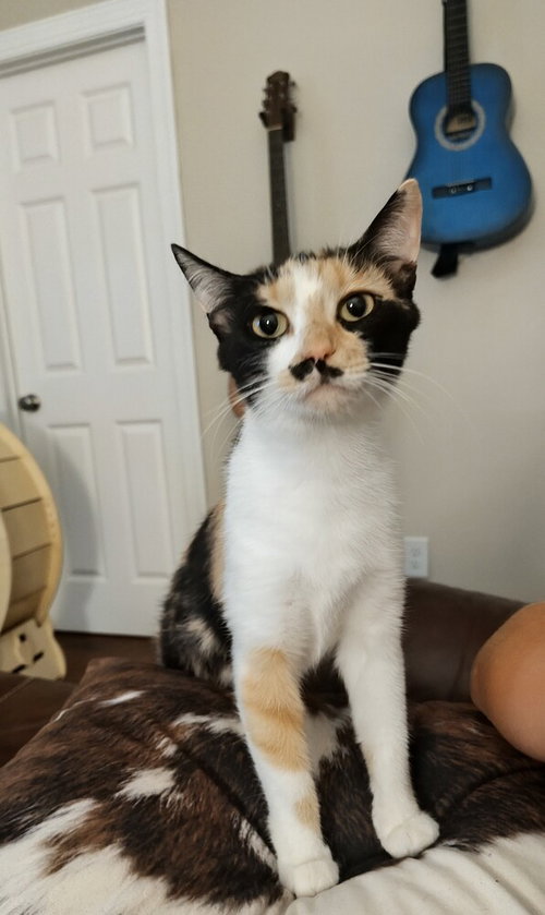 Lucy Grey, an adoptable Domestic Short Hair in Mooresville, NC