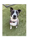 Sadie - Photo 1